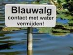 Blauwalg Hengeltje 1